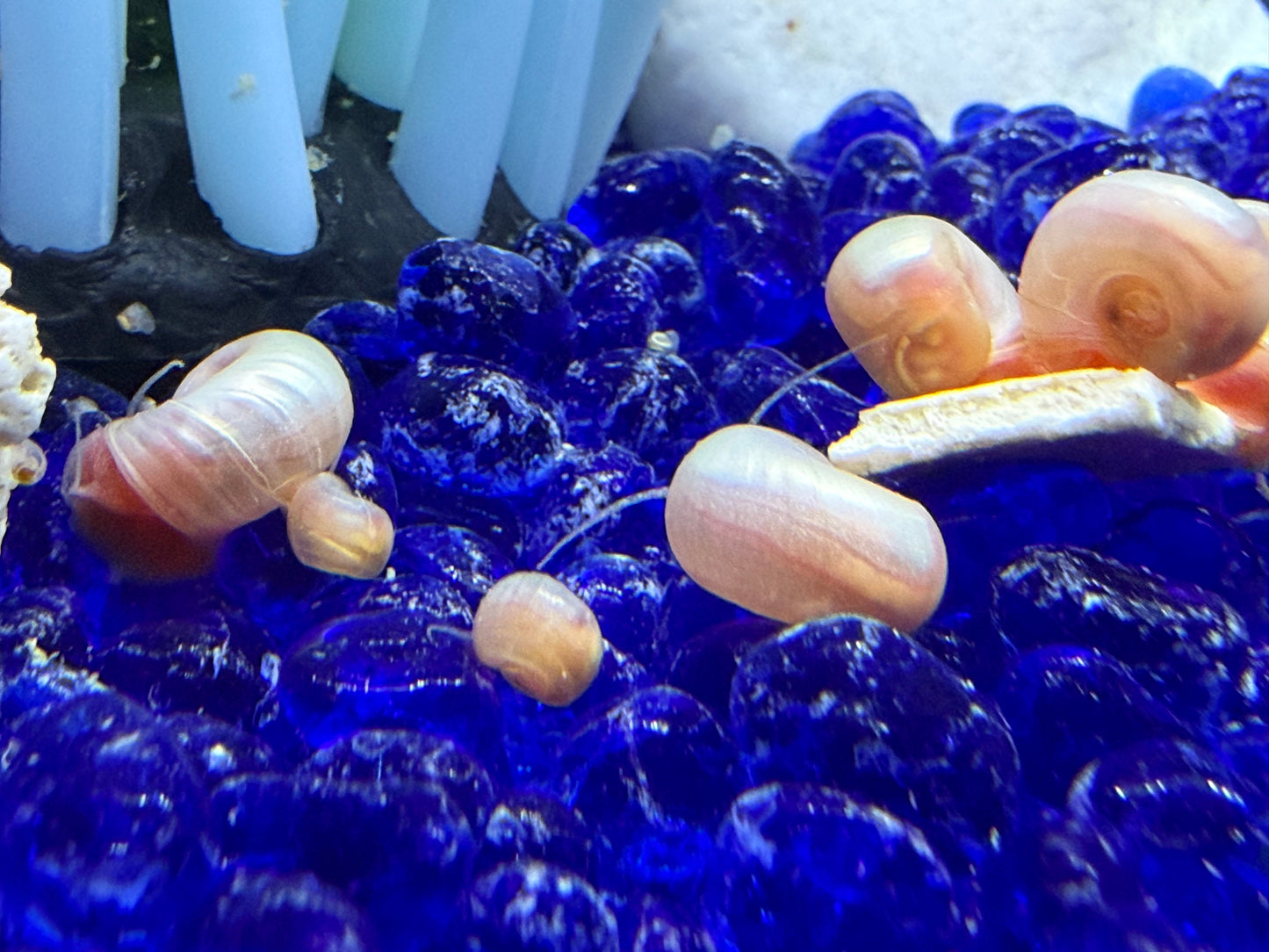 Cotton Candy Chaos (Pink) Ramshorn Snail Babies
