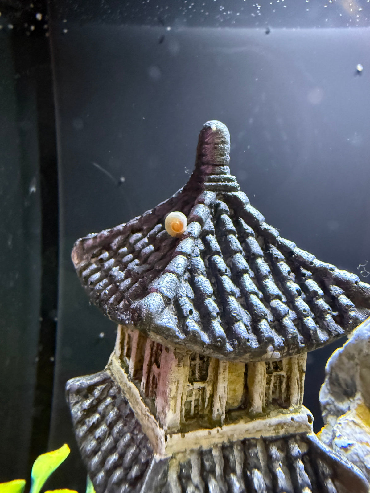 Cotton Candy Chaos (Pink) Ramshorn Snail Babies