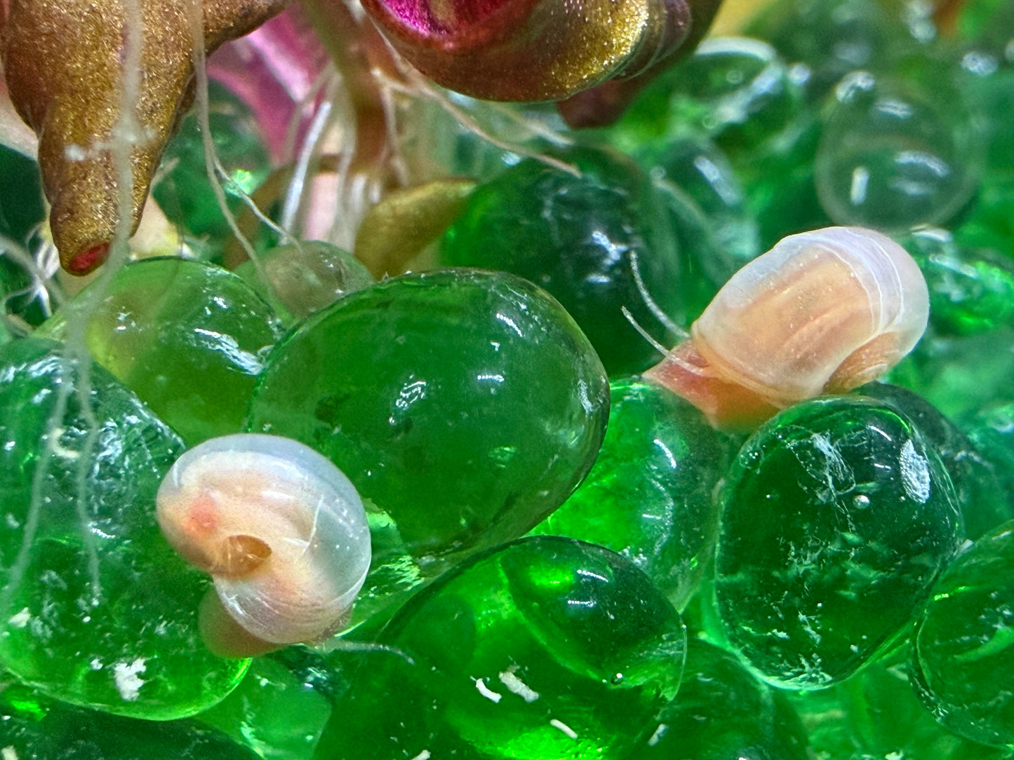 Sunset Peach (Pink) Ramshorn Snail Babies – 2+1 Mini Batch