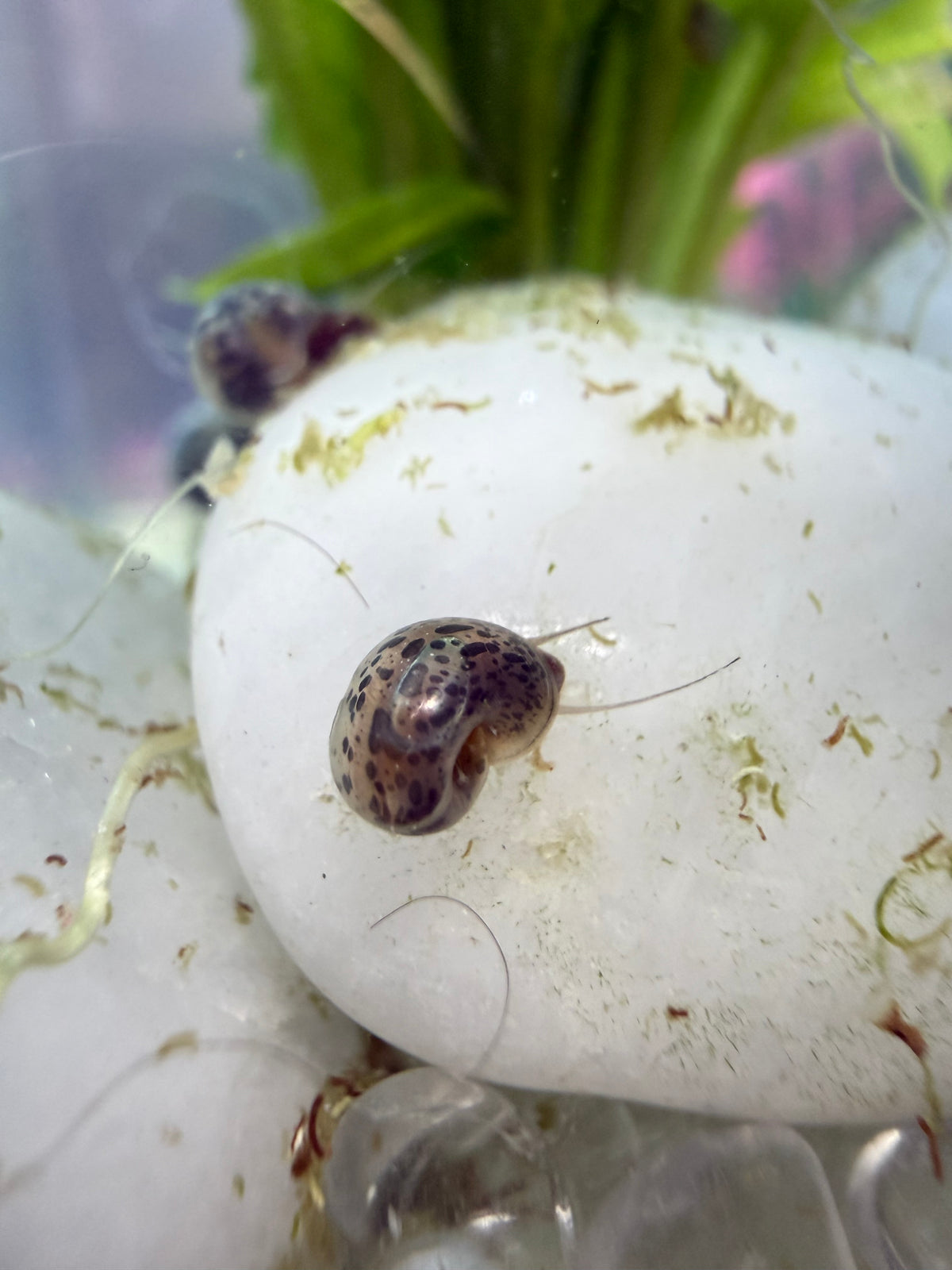 Blue Moon (Blue) Ramshorn Snail Babies 🐌🌙✨
