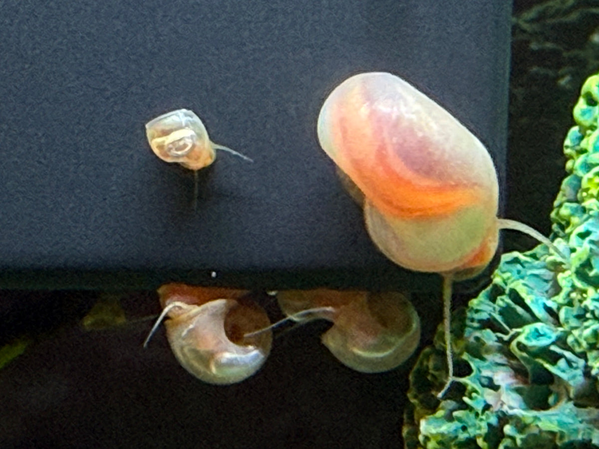 Sunset Peach (Pink) Ramshorn Snail Babies