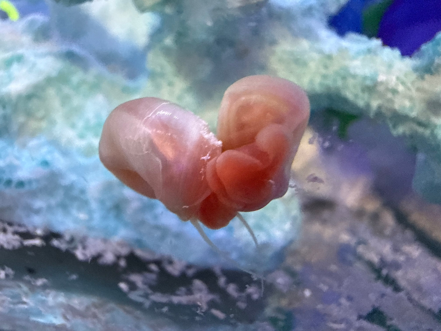 TEMP SOLD OUT Cotton Candy Chaos (Pink) Ramshorn Snail Babies – 10+1 Pack 🐌💗🍭