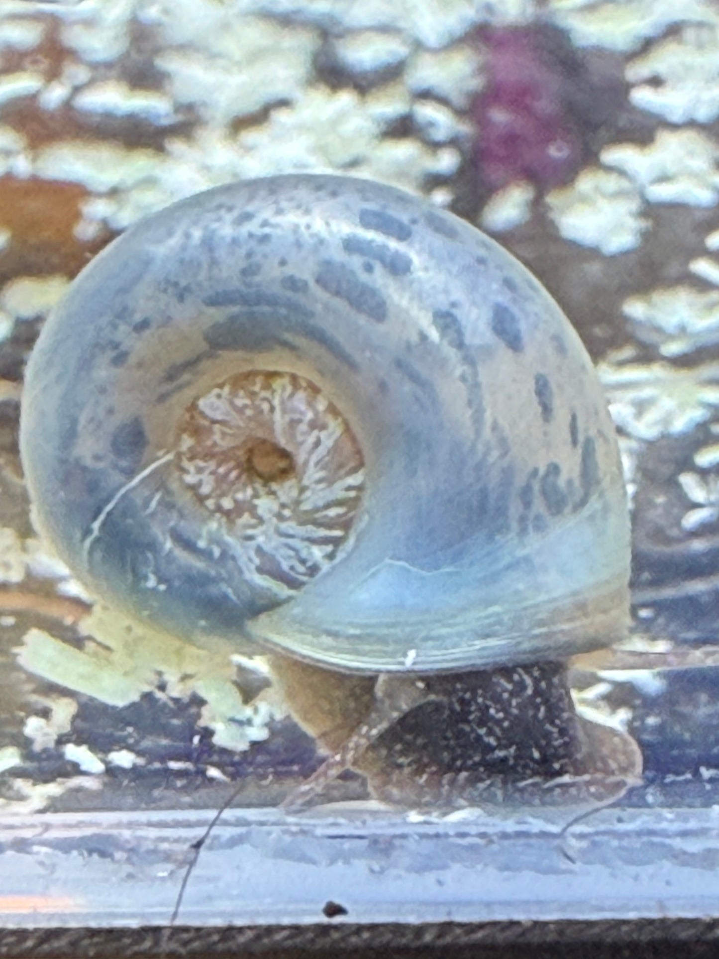 Blue Moon (Blue) Ramshorn Snail Babies – 2 Pack + 1 Mini Batch 🐌🌙✨