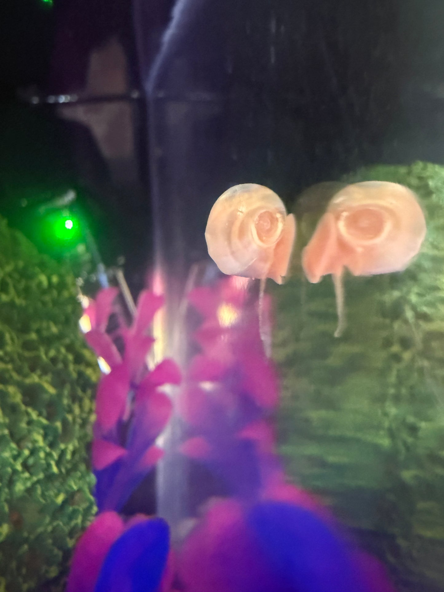 Velvet Chaos Ramshorn Snails – Dragon Fire Red, Sunset Peach/Pink Babies (Packs of 4, 8 or 12) 🐌💖