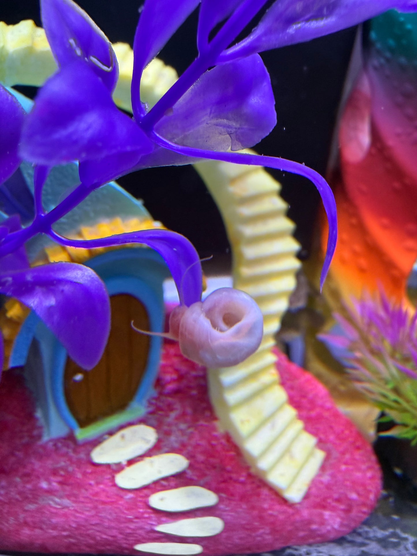 TEMP SOLD OUT Cotton Candy Chaos (Pink) Ramshorn Snail Babies – 10+1 Pack 🐌💗🍭