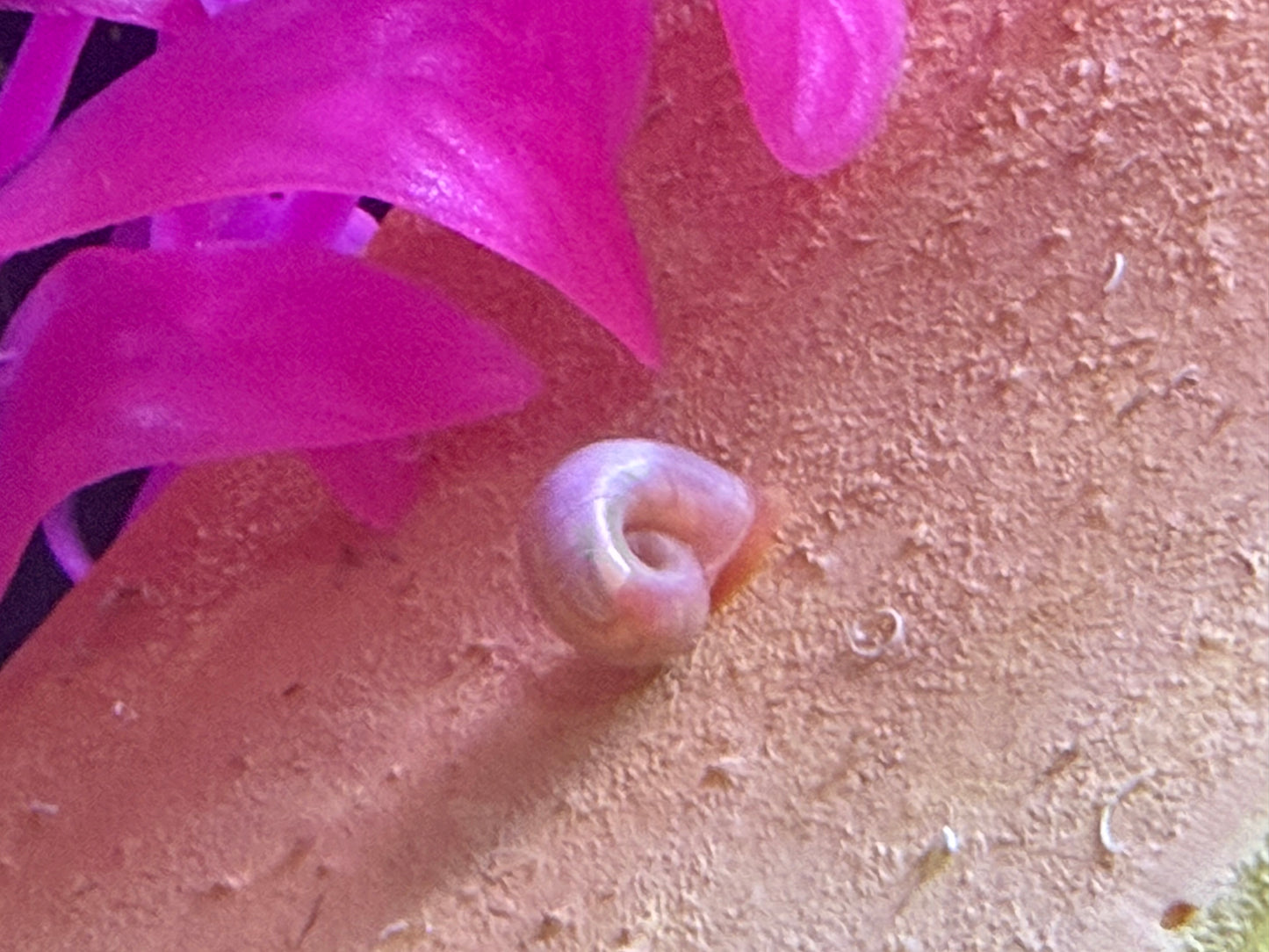 Sunset Peach (Pink) Ramshorn Snail Babies – 2+1 Mini Batch