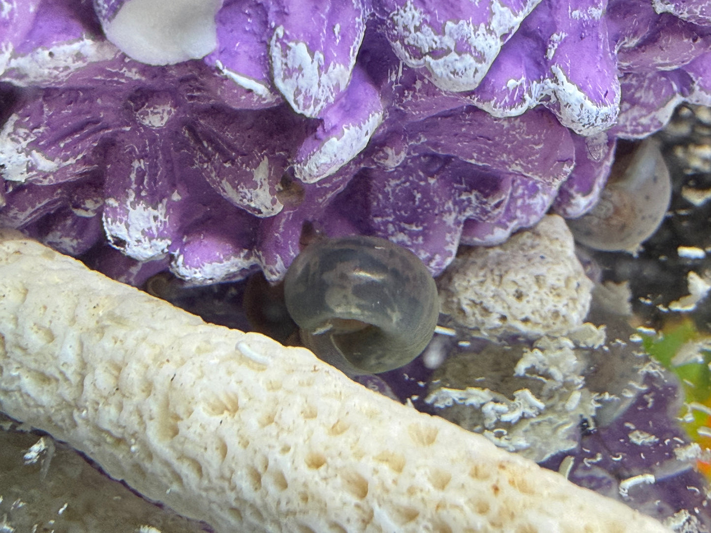 Blue Moon (Blue) Ramshorn Snail Babies – 2 Pack + 1 Mini Batch 🐌🌙✨