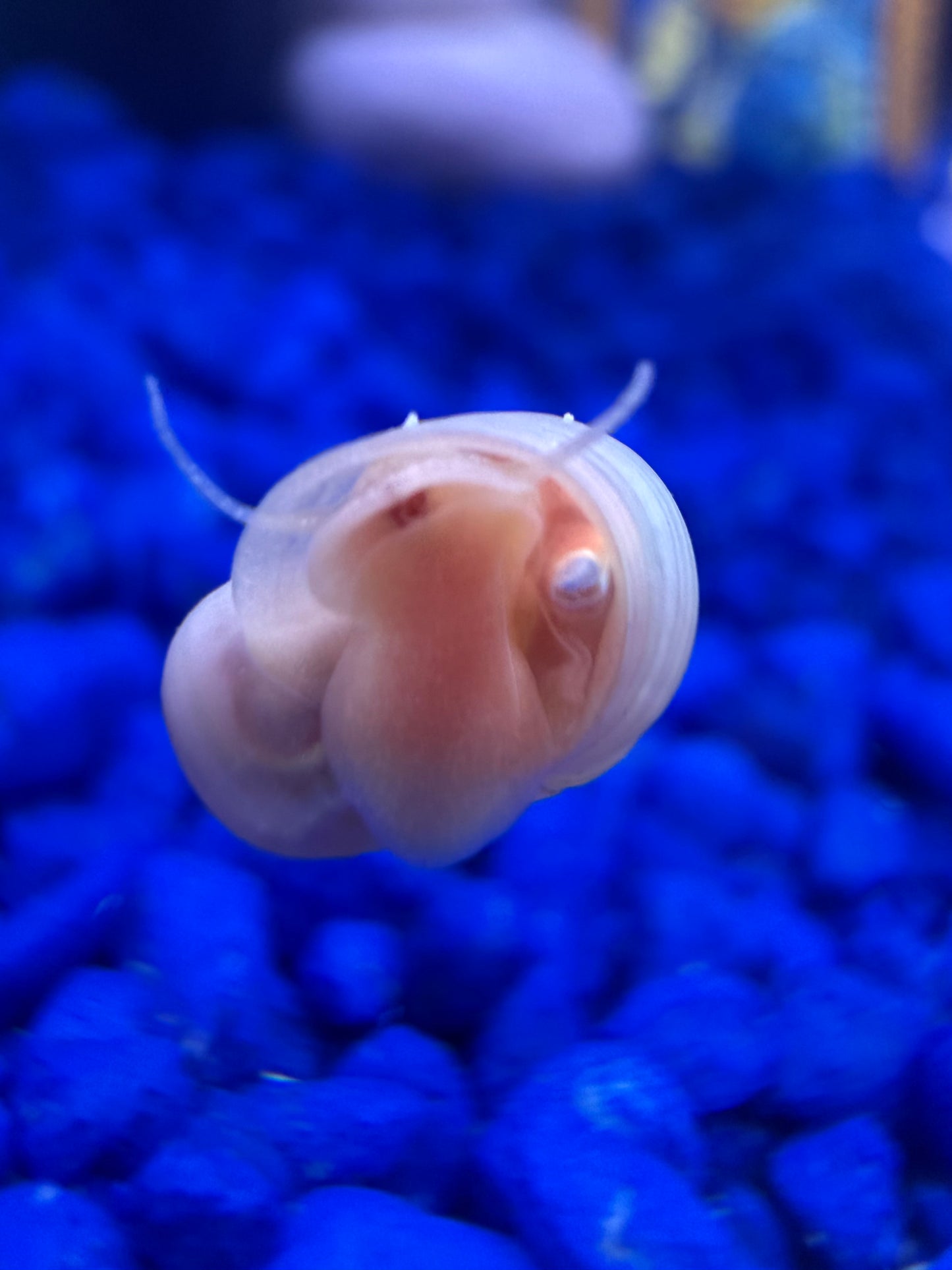 TEMP SOLD OUT Cotton Candy Chaos (Pink) Ramshorn Snail Babies – 10+1 Pack 🐌💗🍭